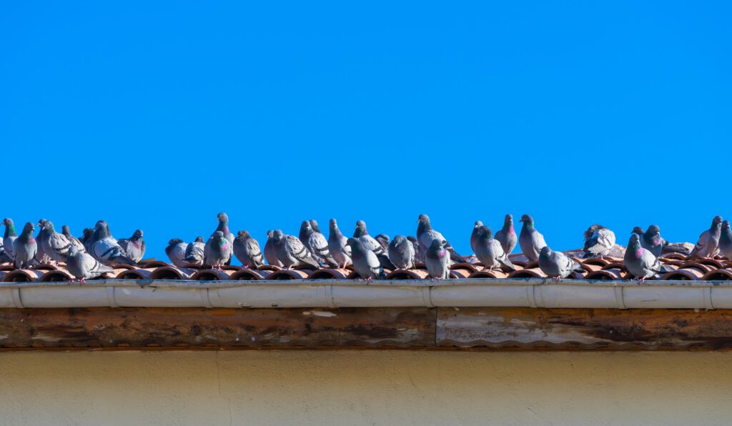 shutterstock_619023443-pigeons