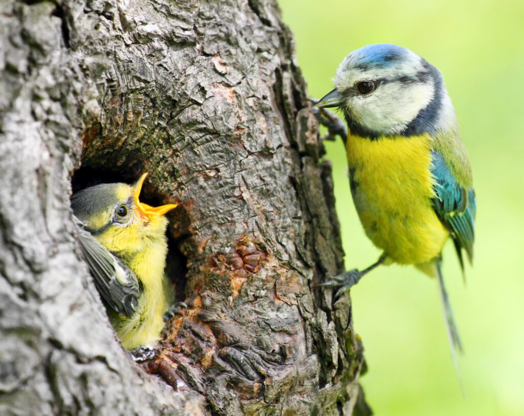 oiseaux-arbre Oiseaux arbre